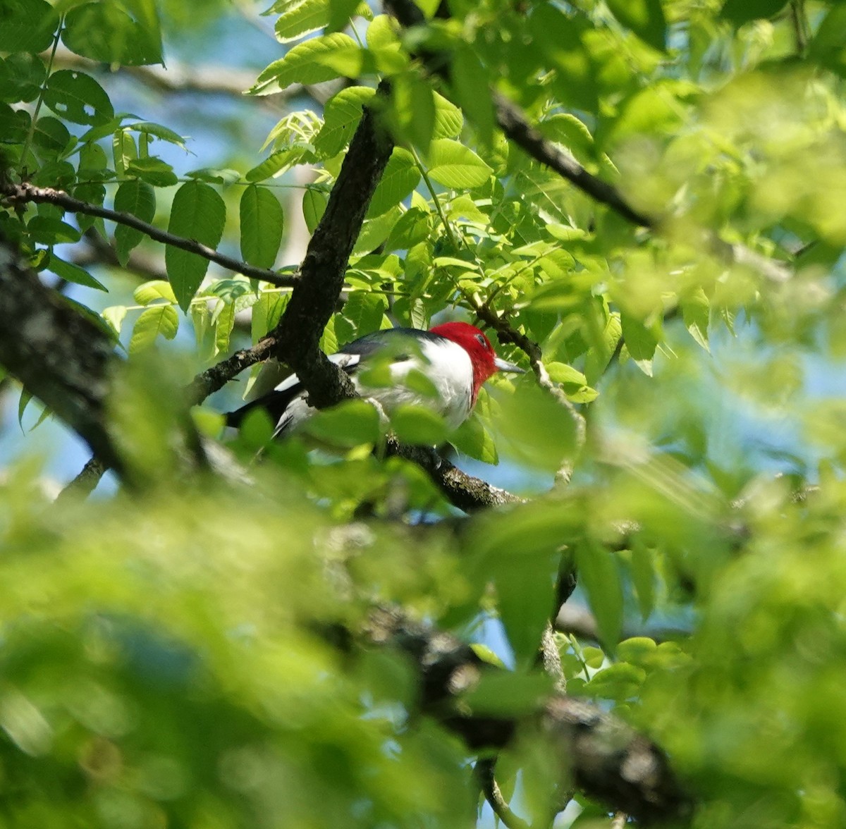 Red-headed Woodpecker - ML619348237