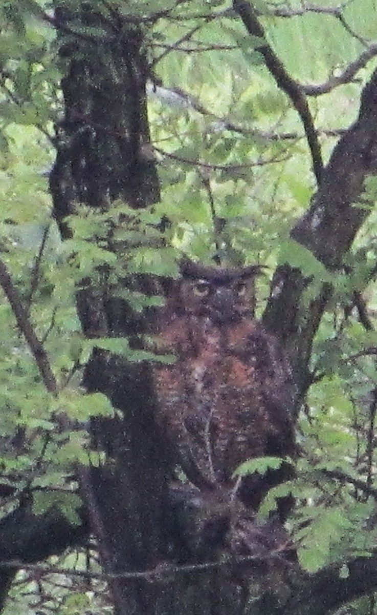 Great Horned Owl - ML619348277