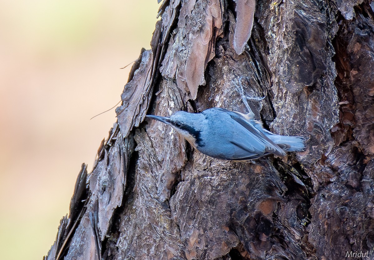White-tailed Nuthatch - ML619348282