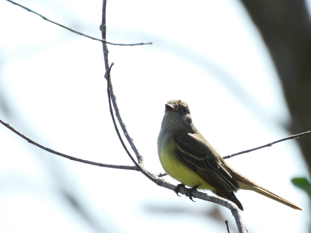 Great Crested Flycatcher - ML619348320