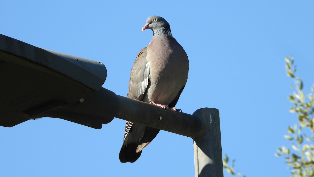 Common Wood-Pigeon - ML619348343
