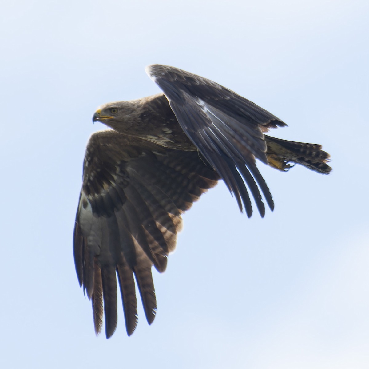 Lesser Spotted Eagle - ML619348386