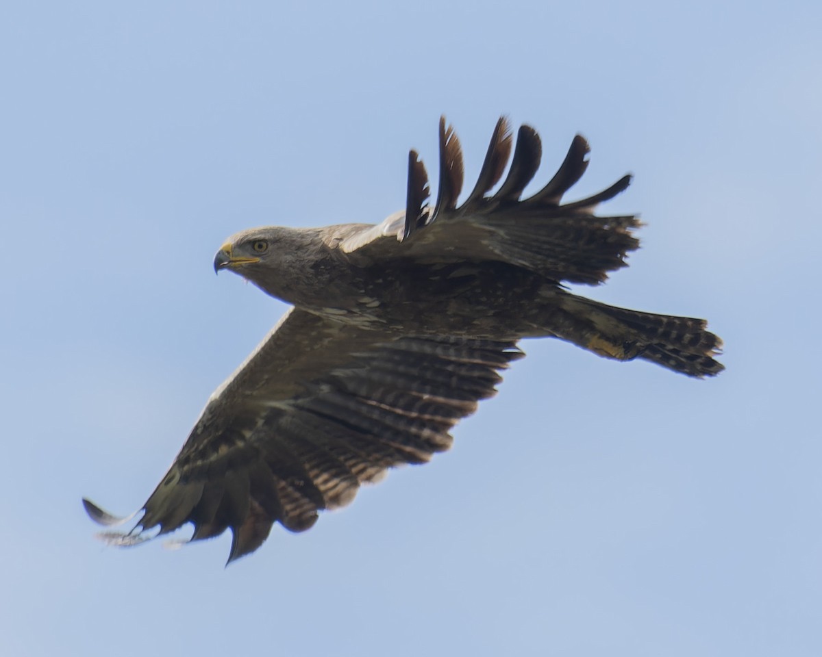 Lesser Spotted Eagle - ML619348387