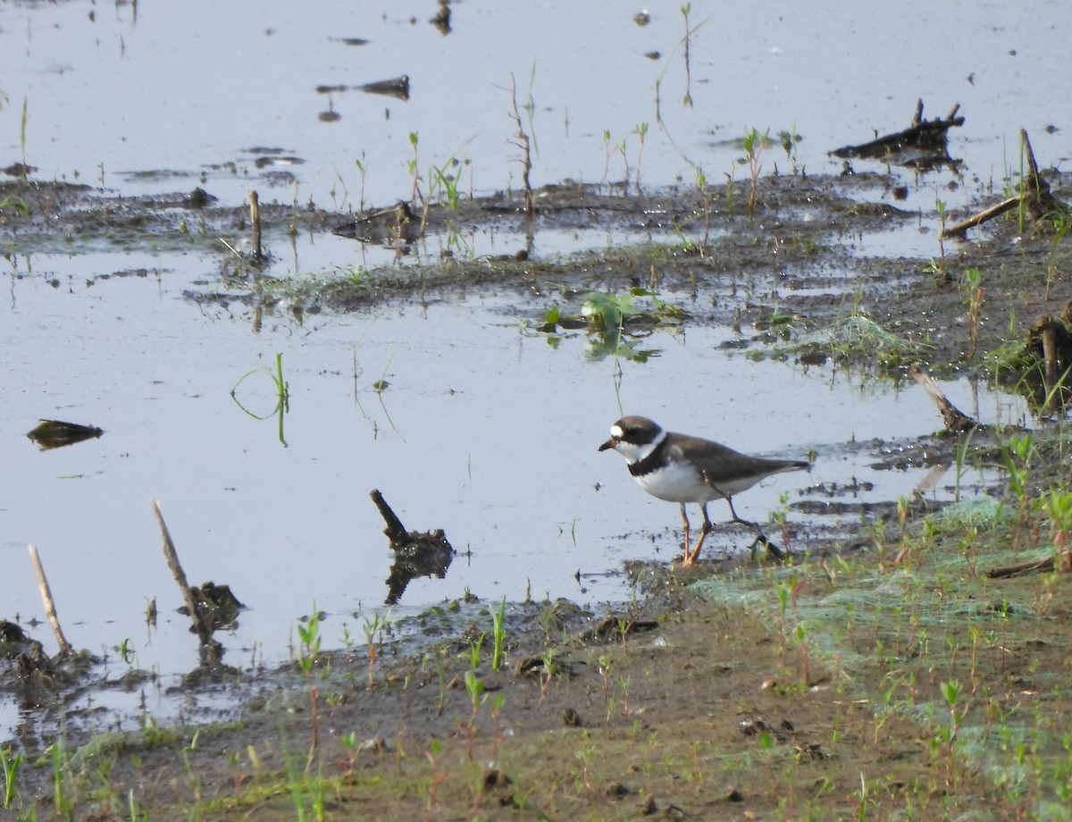 Semipalmated Plover - ML619348420