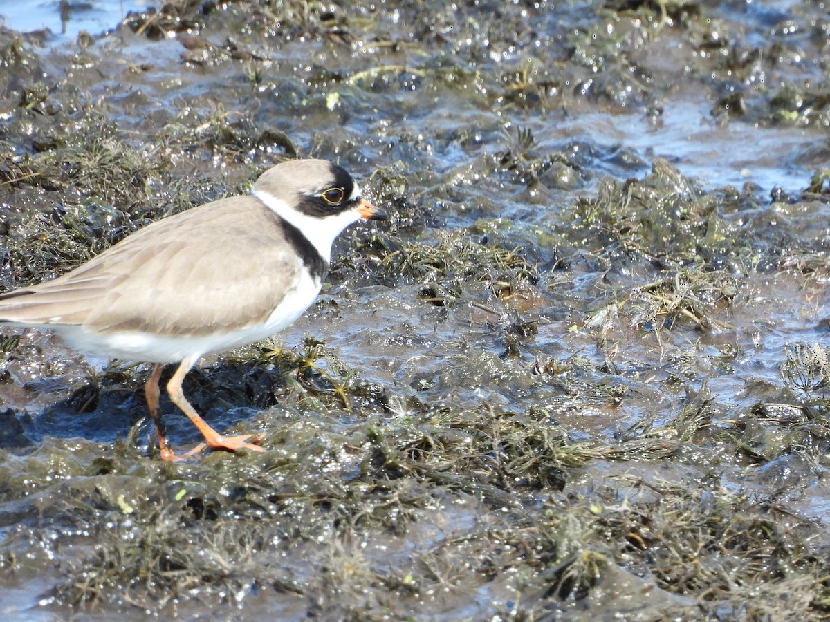 Semipalmated Plover - ML619348467