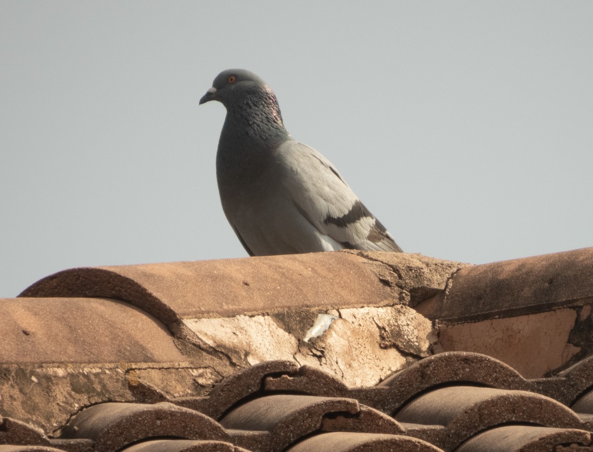 Rock Pigeon (Feral Pigeon) - ML619348474
