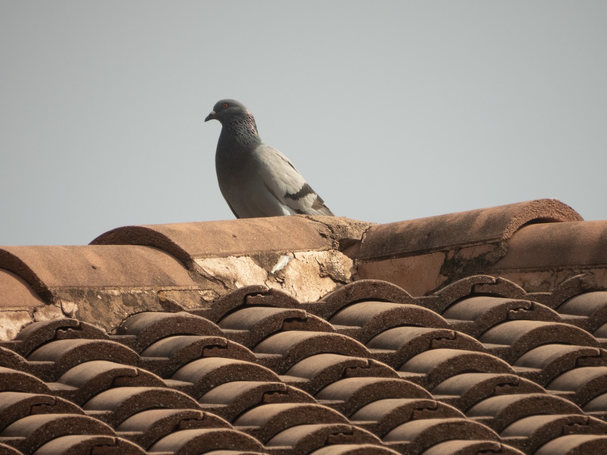 Rock Pigeon (Feral Pigeon) - ML619348475