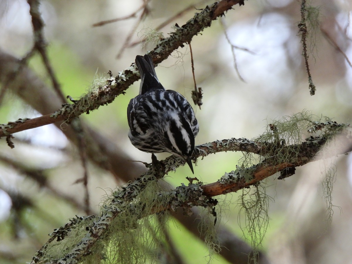 Black-and-white Warbler - ML619348517