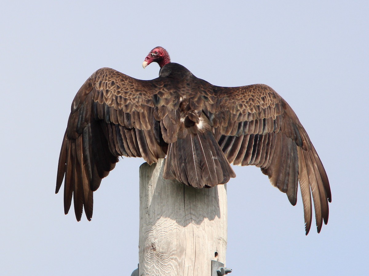 Turkey Vulture - ML619348549