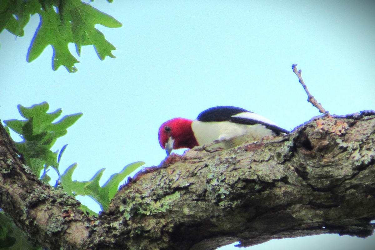 Red-headed Woodpecker - ML619348553