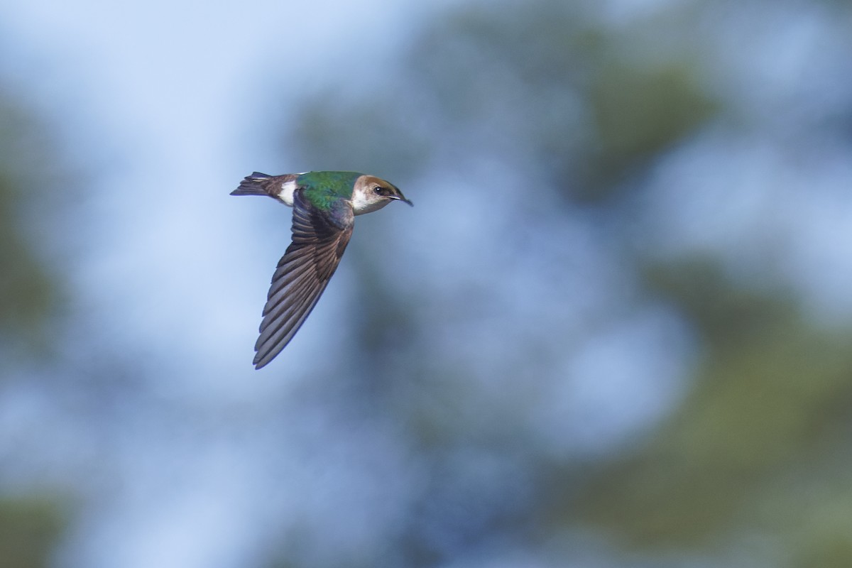 Violet-green Swallow - ML619348554