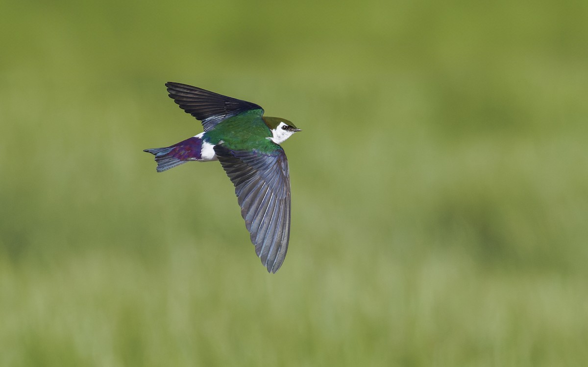 Violet-green Swallow - ML619348555