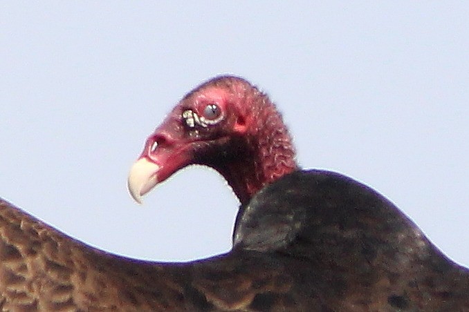 Turkey Vulture - ML619348556