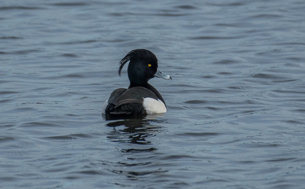 Tufted Duck - ML619348576