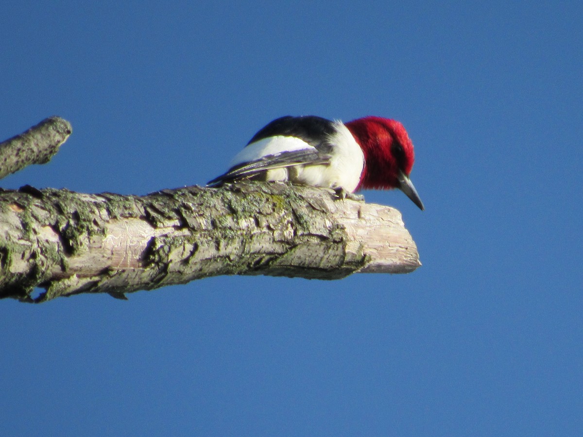 Red-headed Woodpecker - ML619348594