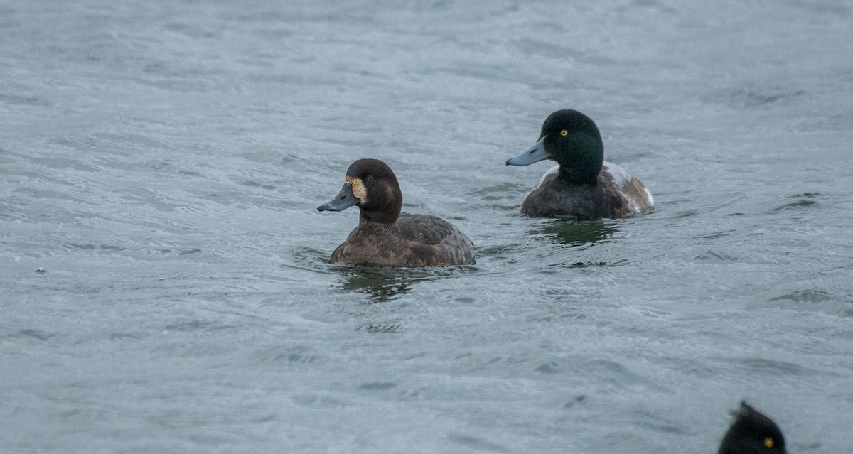 Greater Scaup - ML619348642