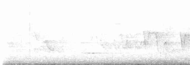 Paruline à gorge grise - ML619348681