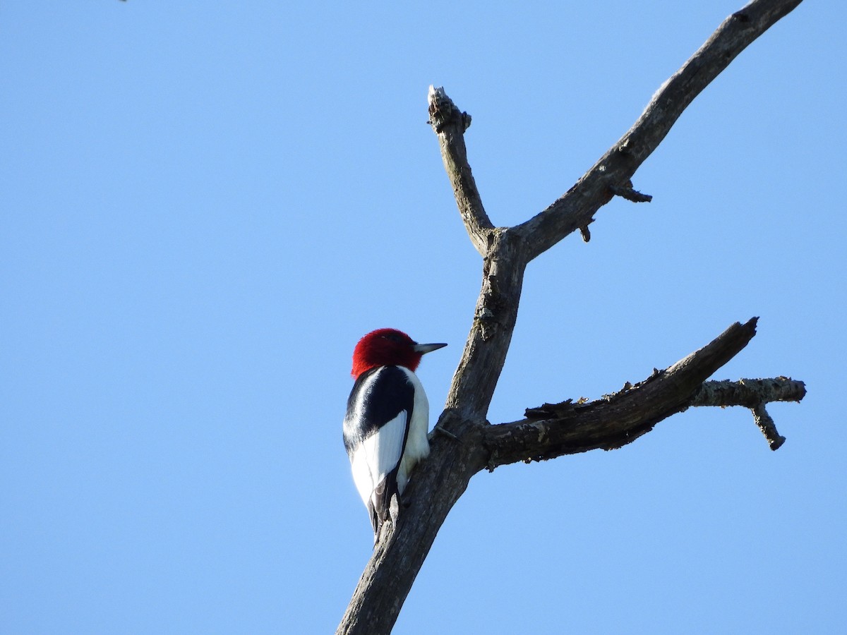 Red-headed Woodpecker - ML619348763