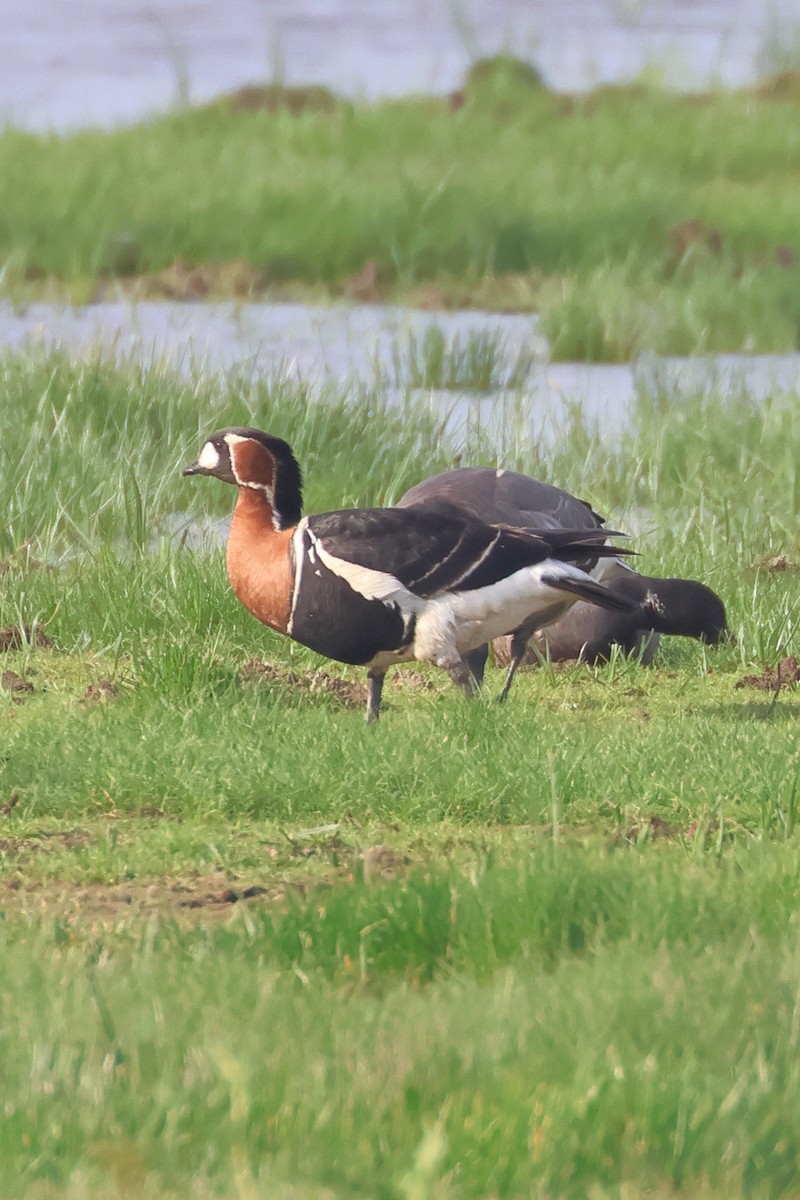 Red-breasted Goose - ML619348865