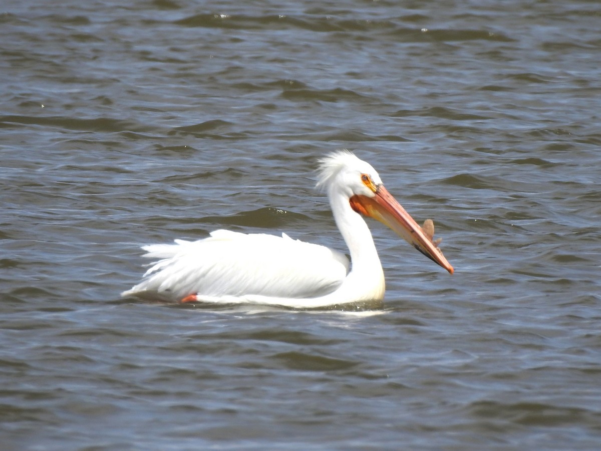 pelikán severoamerický - ML619348952