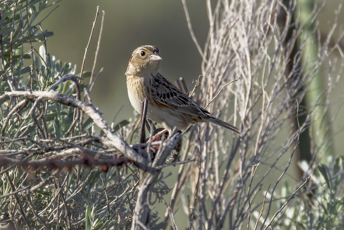 Grasshopper Sparrow - ML619348972