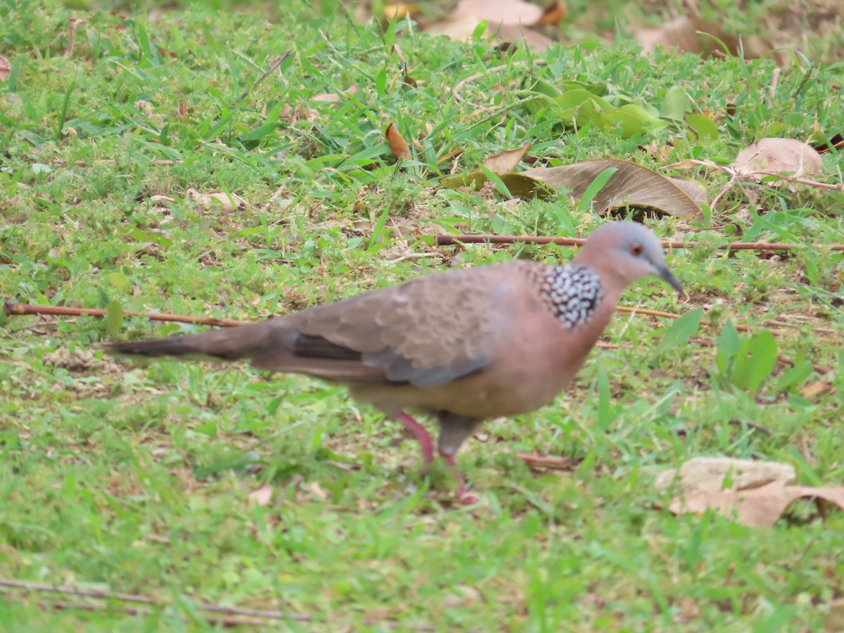 Spotted Dove - ML619349019