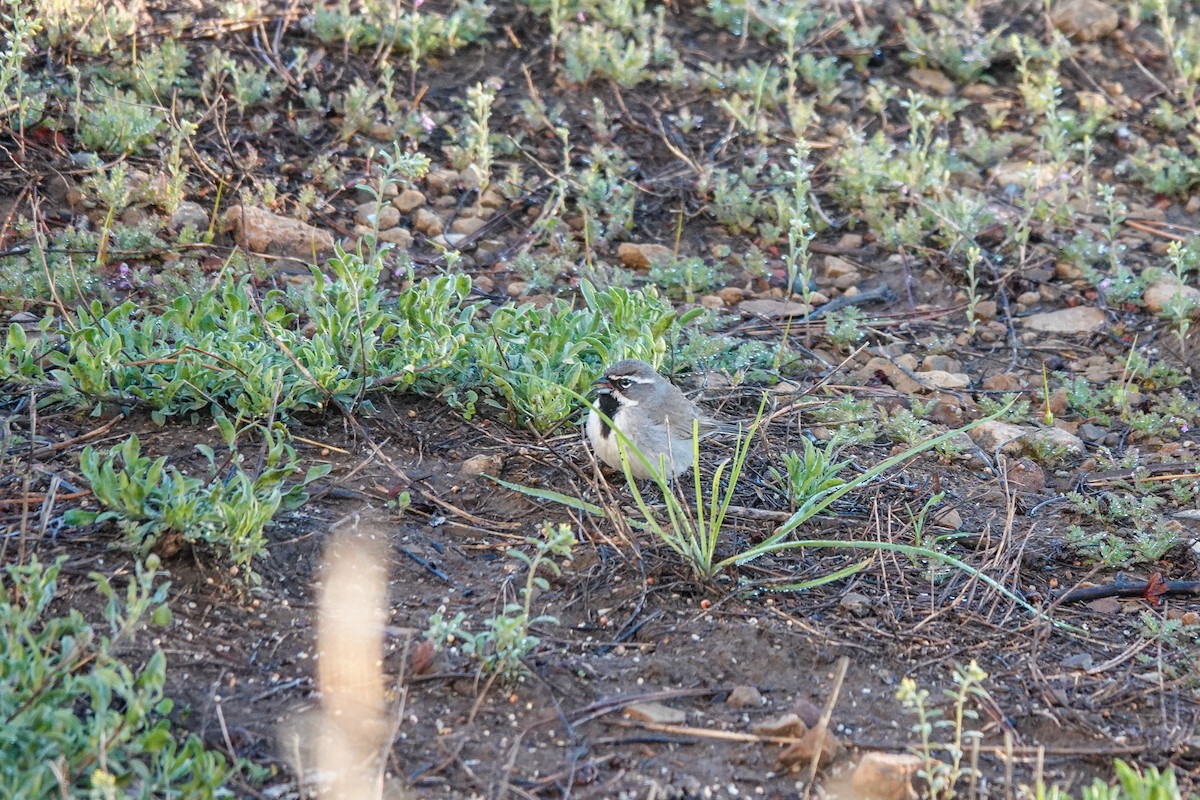 Black-throated Sparrow - ML619349062