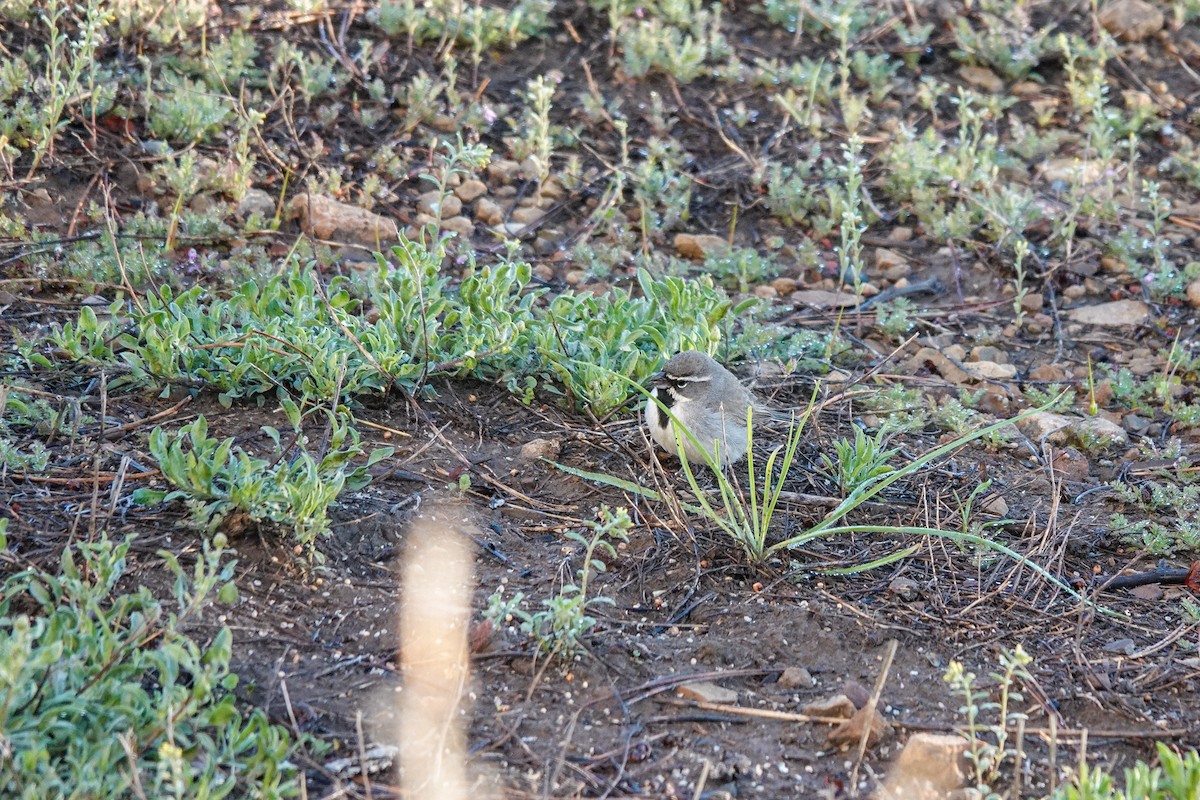 Black-throated Sparrow - ML619349063