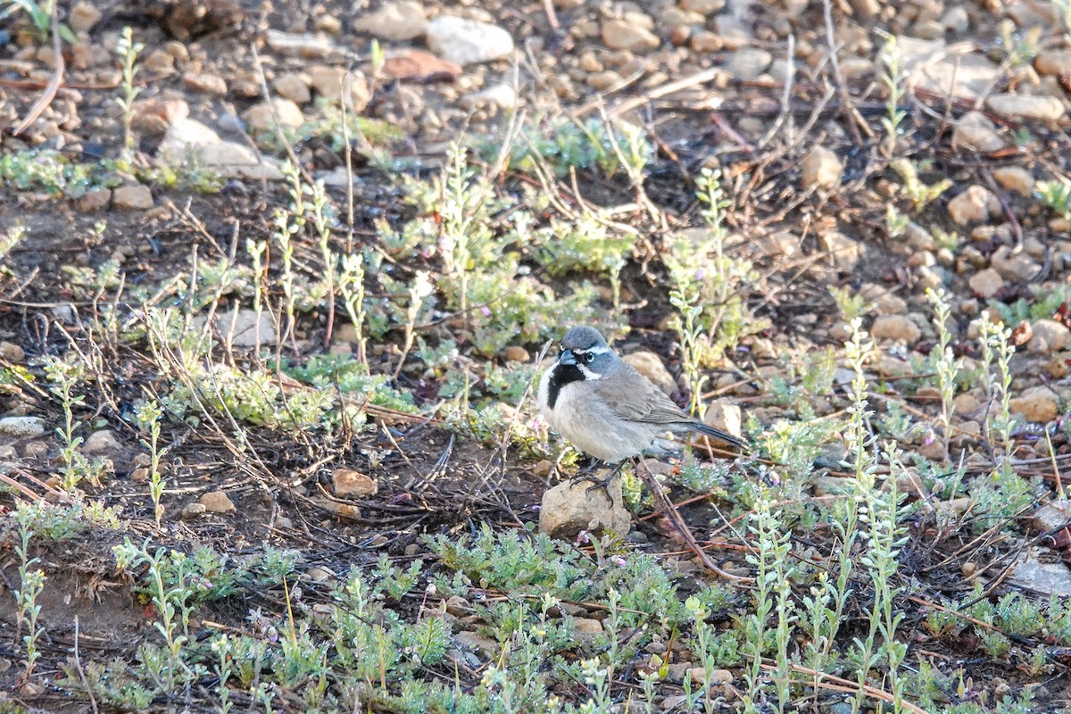 Black-throated Sparrow - ML619349065