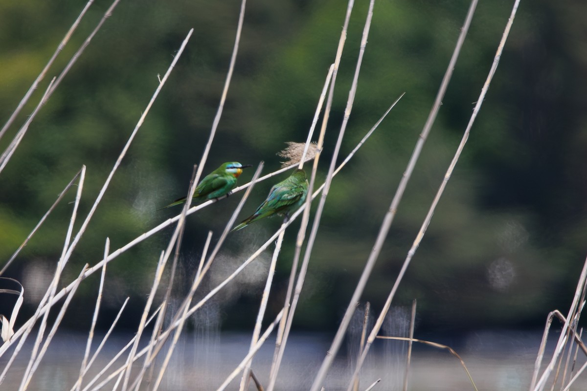 Blue-cheeked Bee-eater - ML619349091