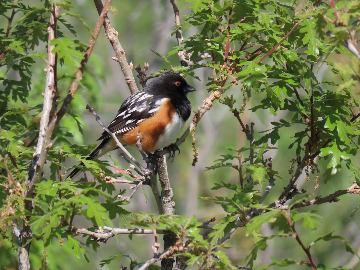 Spotted Towhee - ML619349158