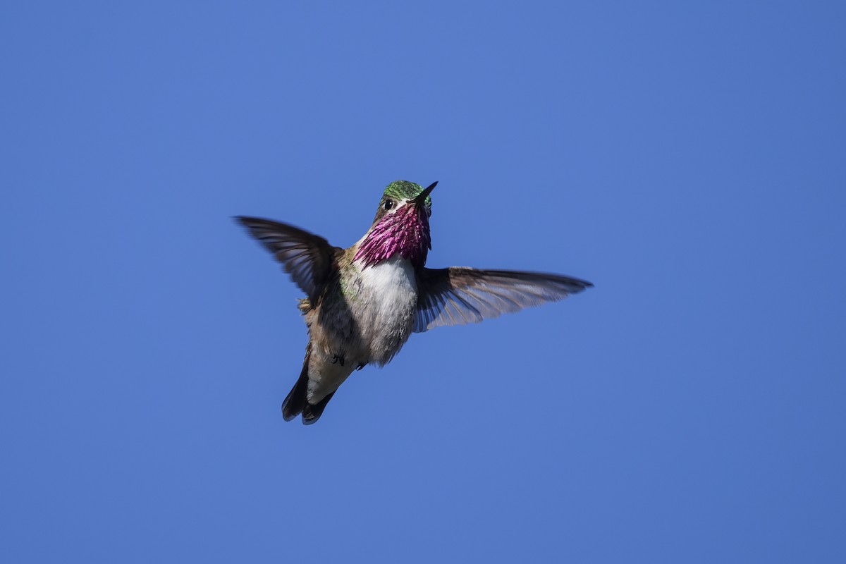 Calliope Hummingbird - ML619349309