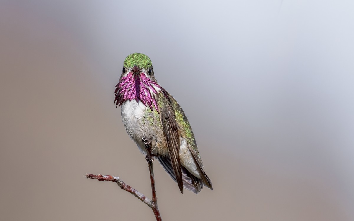 Calliope Hummingbird - ML619349310