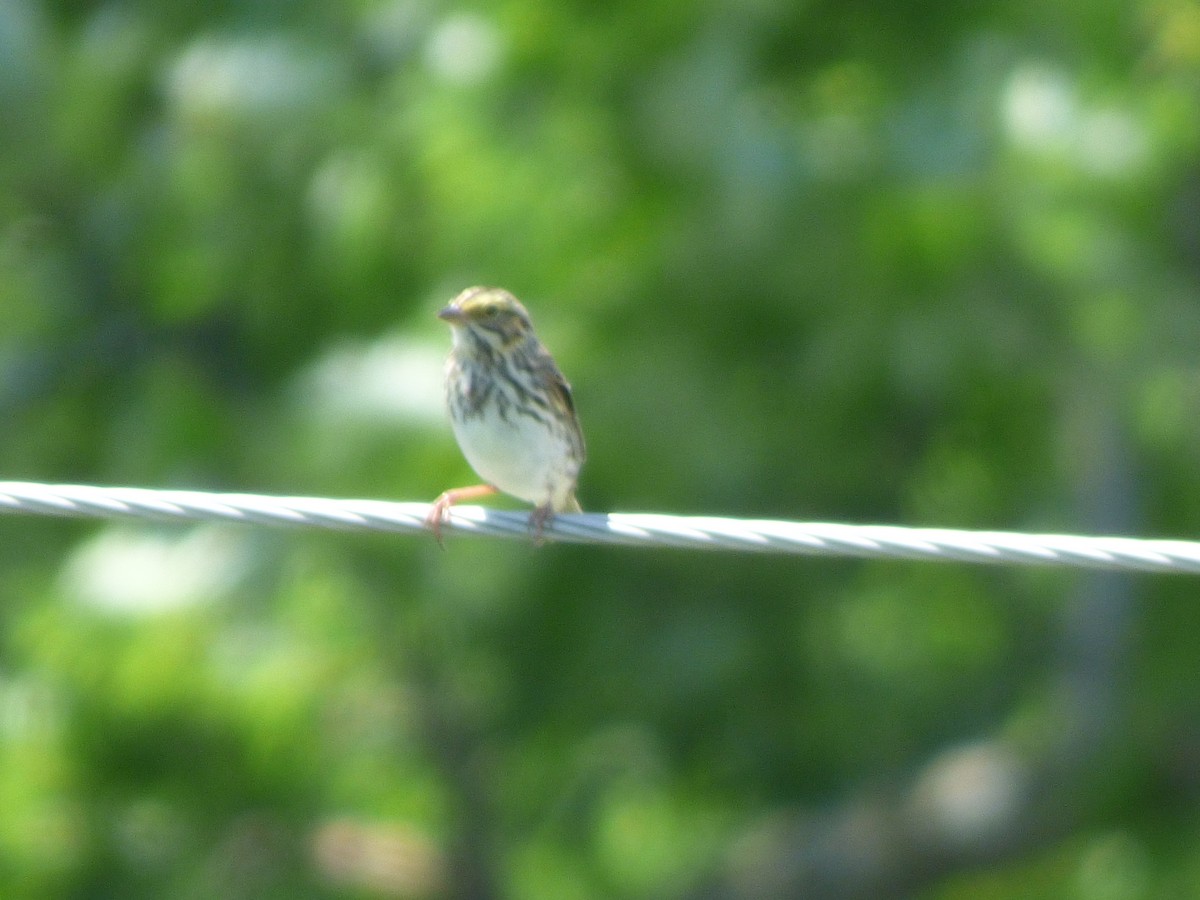 Savannah Sparrow - ML619349366