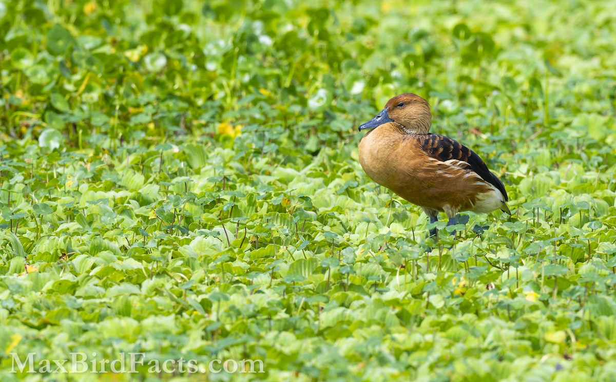 Fulvous Whistling-Duck - ML619349402