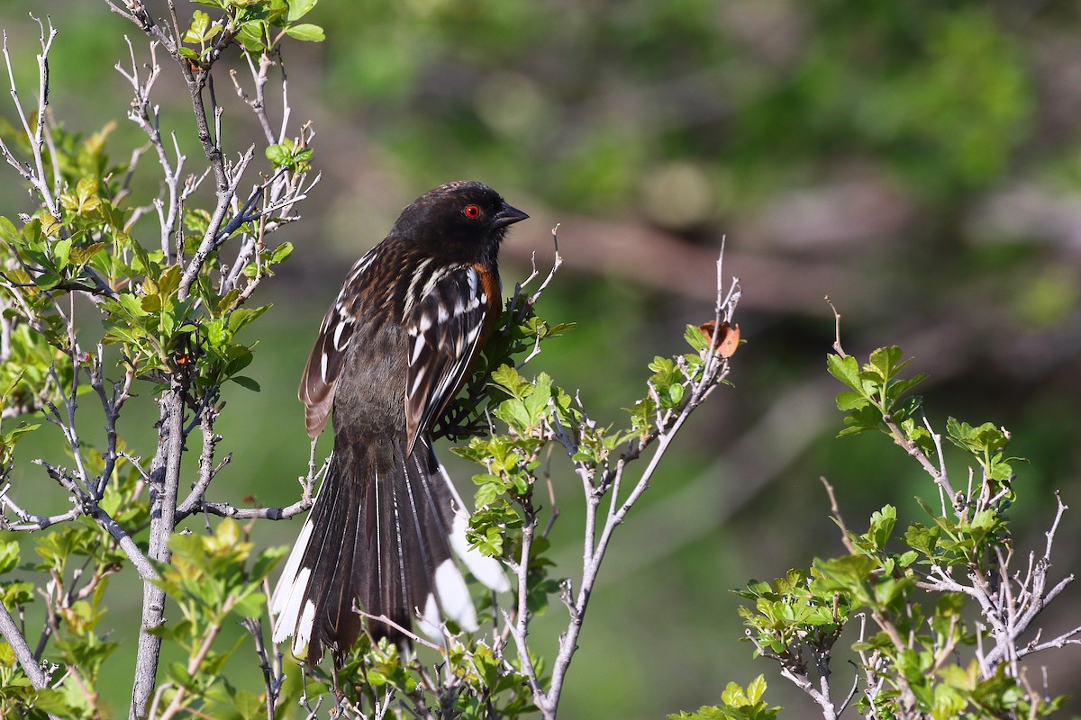 Spotted Towhee - ML619349527