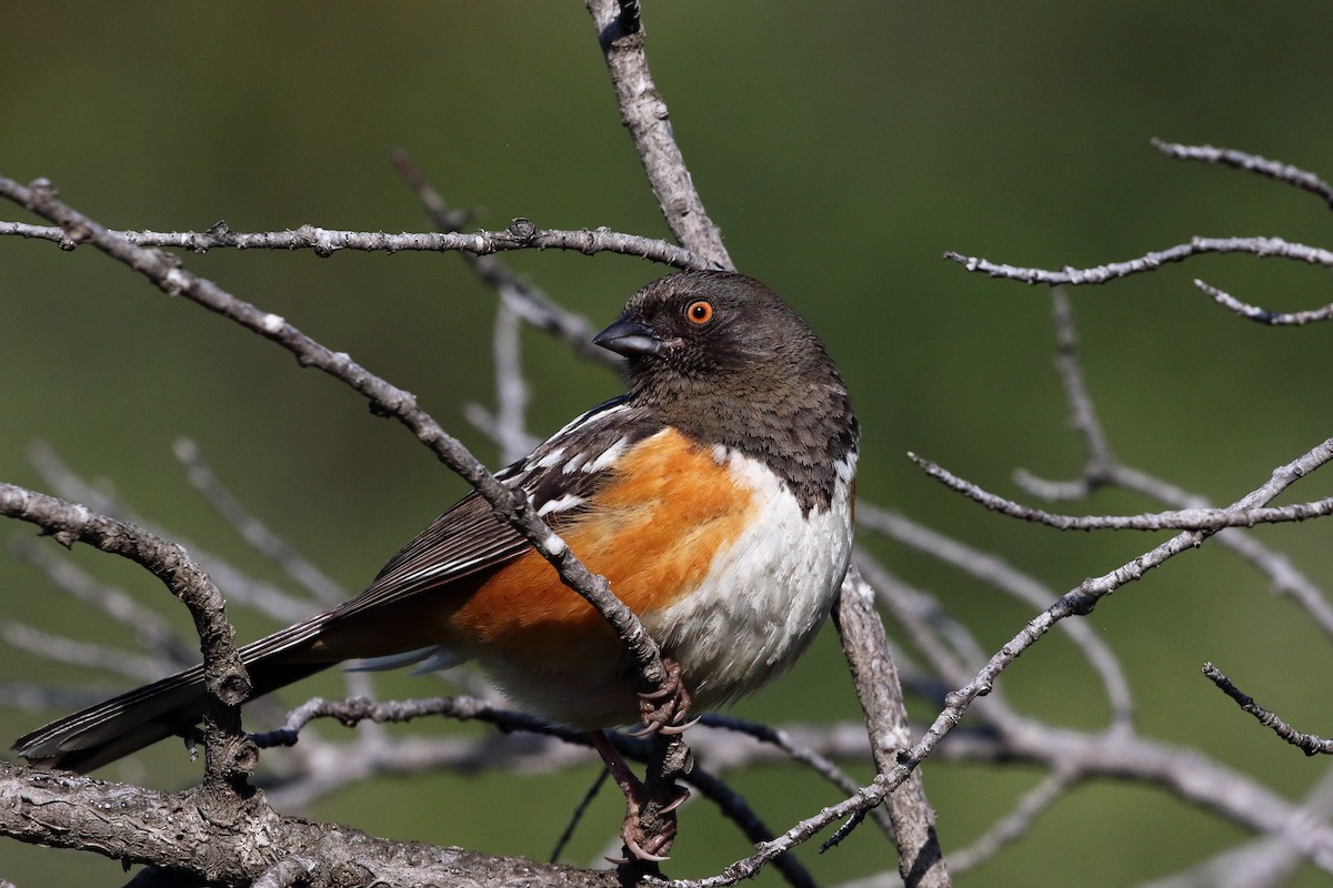 Spotted Towhee - ML619349528