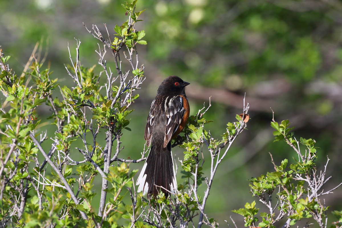 Spotted Towhee - ML619349529