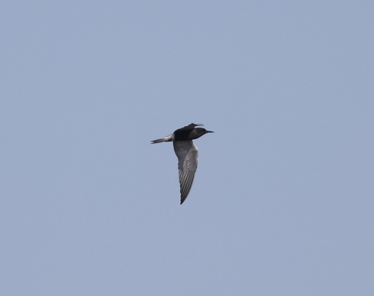 Black Tern - ML619349582