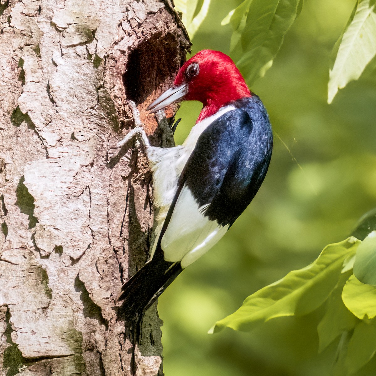 eBird Checklist 20 May 2024 Kensington Metroparkgeneral (Oakland