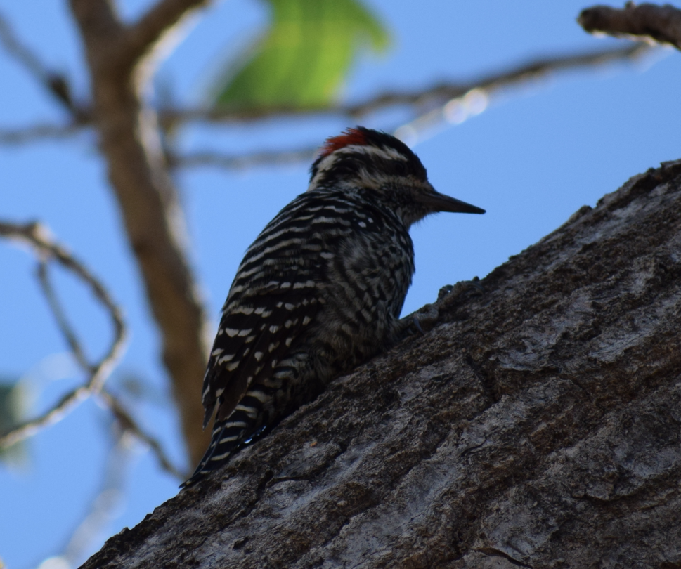 Striped Woodpecker - ML619349626