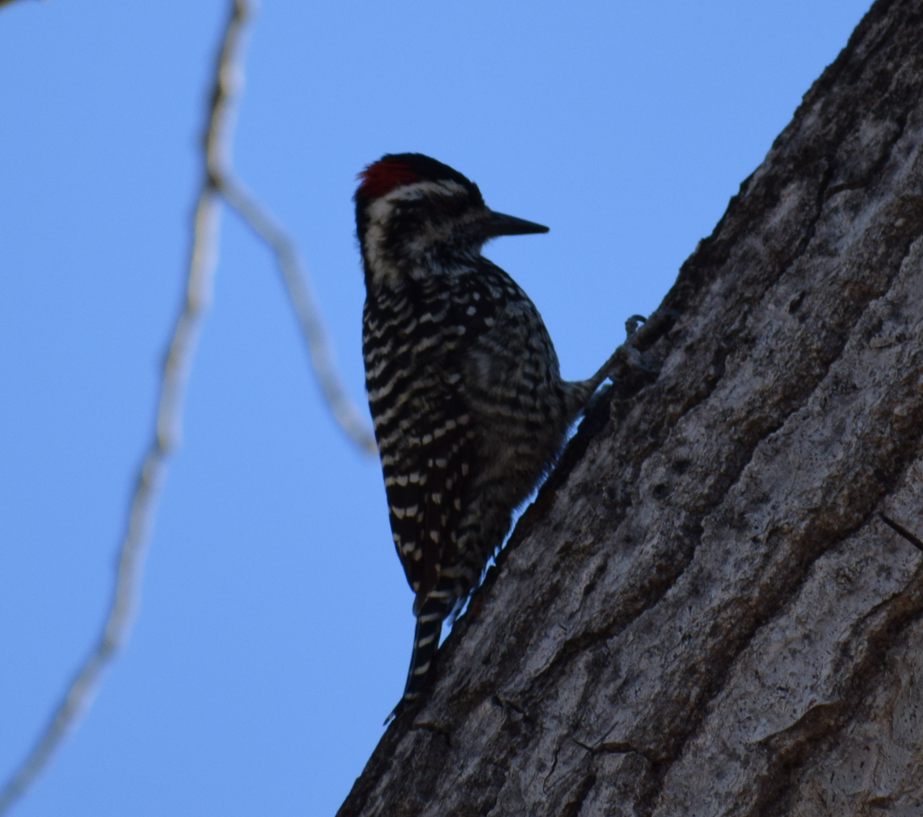 Striped Woodpecker - ML619349627