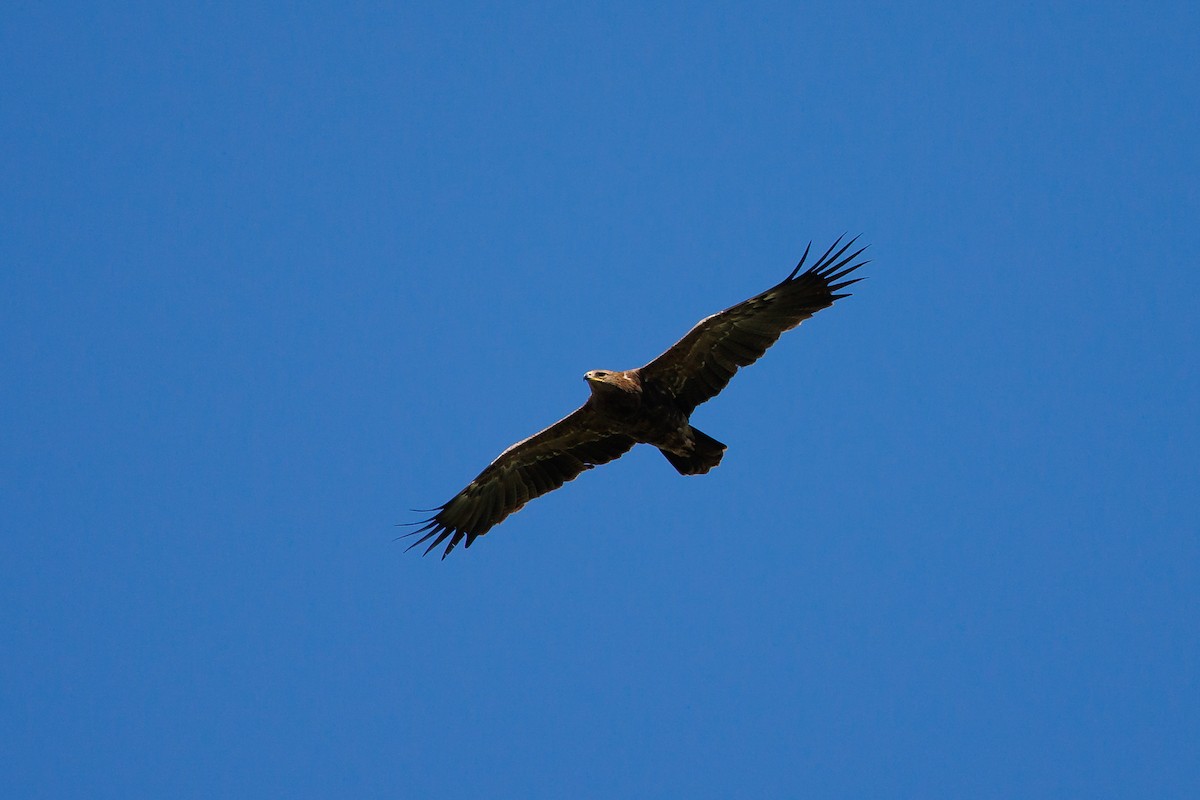 Lesser Spotted Eagle - ML619349641