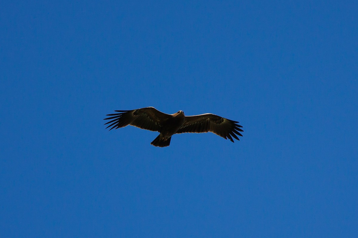 Lesser Spotted Eagle - ML619349642