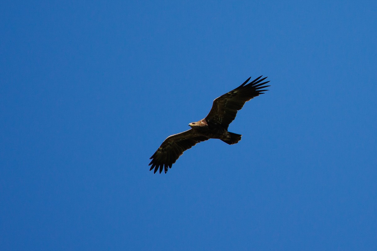 Lesser Spotted Eagle - ML619349643