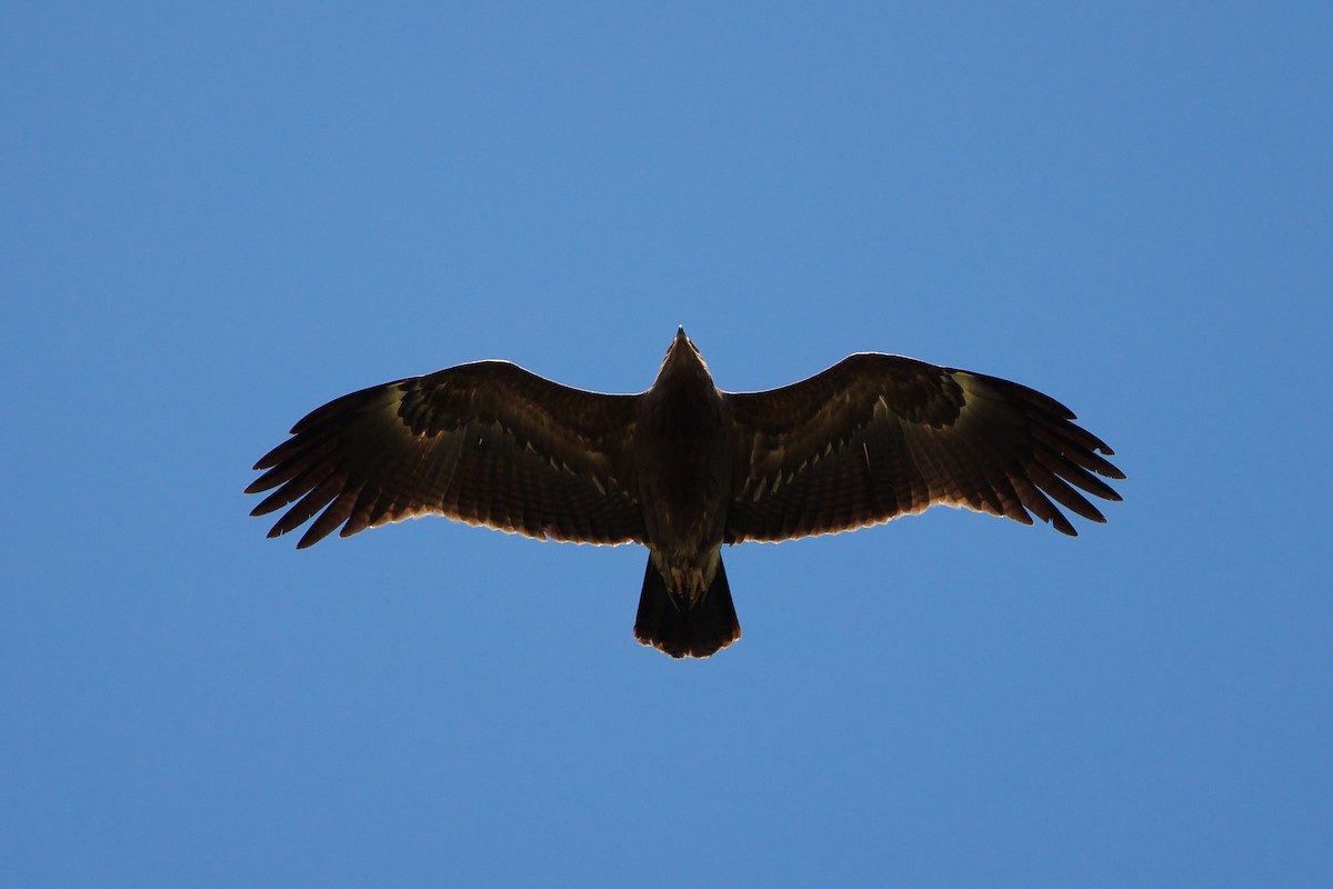 Lesser Spotted Eagle - ML619349644