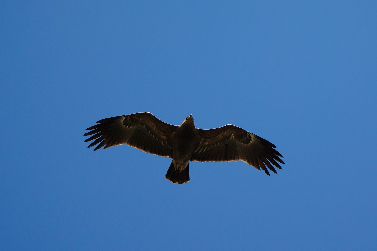 Lesser Spotted Eagle - ML619349646