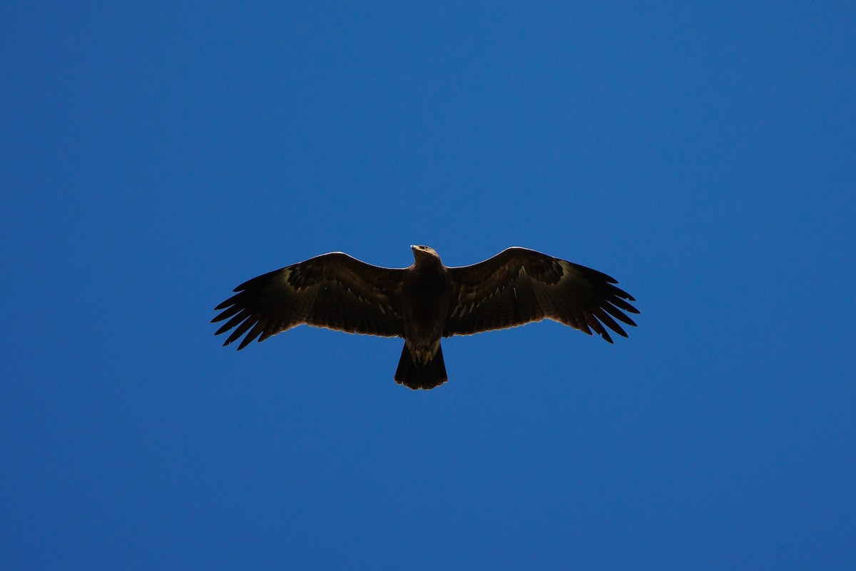 Lesser Spotted Eagle - ML619349647
