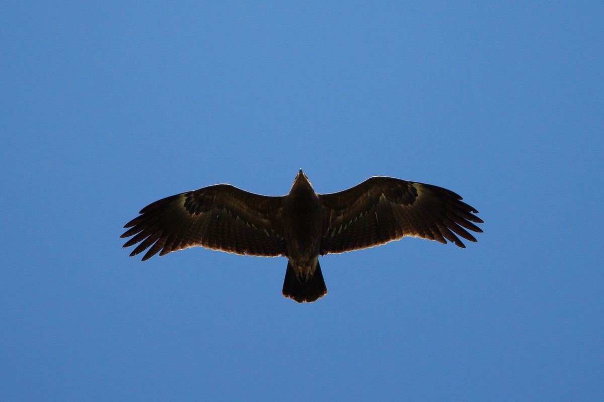 Lesser Spotted Eagle - ML619349648