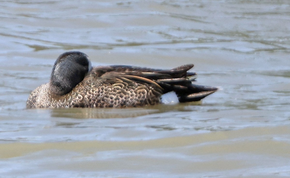 Blue-winged Teal - ML619349700